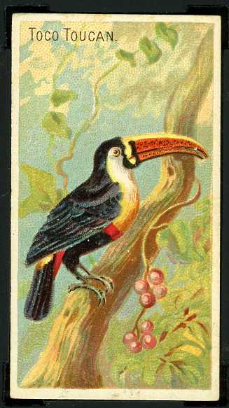 41 Toco Toucan